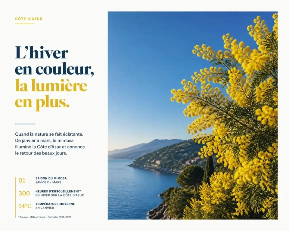 Paysage ensoleillé de la Côte d'Azur en hiver avec mimosas en fleurs